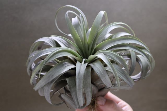 サカパネンシス 14号 | air-plants TENGU-DO