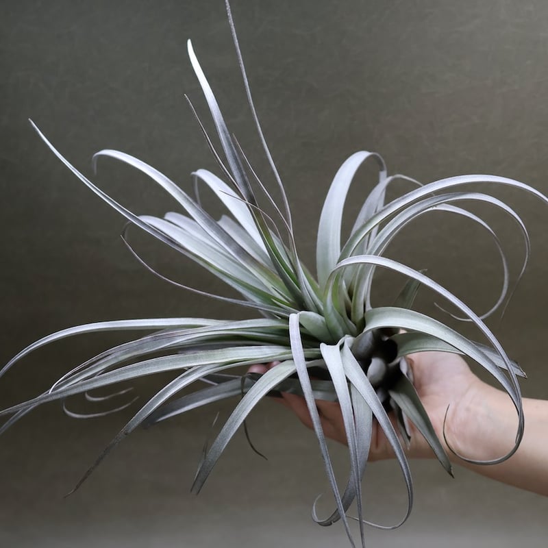 サカパネンシス 18号 | air-plants TENGU-DO
