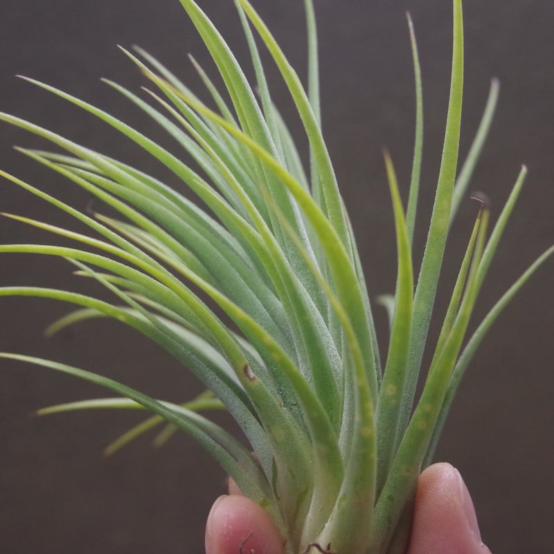 チランジア Fat Boy チランジア・イオナンタ・ファットボーイ Tillandsia ionantha