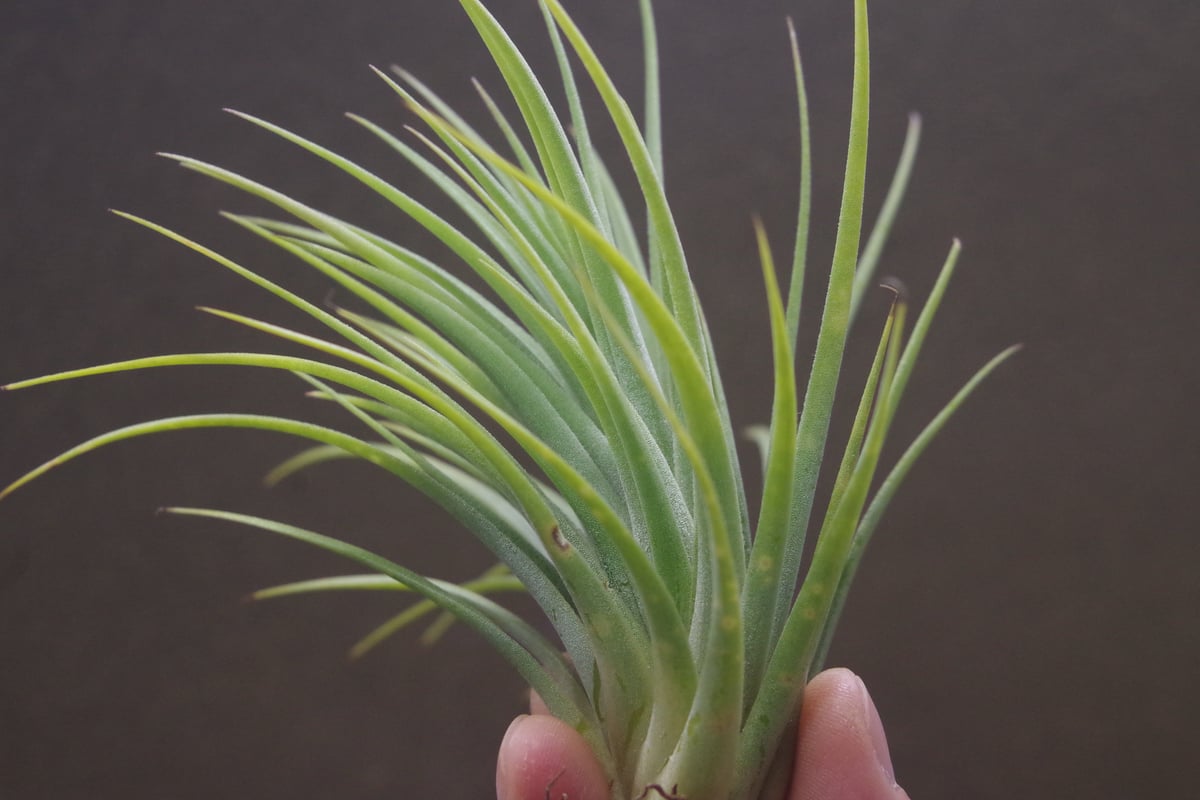 ヘドロ沼 様　ご確認用　イオナンタ　ファットボーイ(RFI由来)①〜③ イオナンタ ファットボーイ 20号 | air-plants TENGU-DO