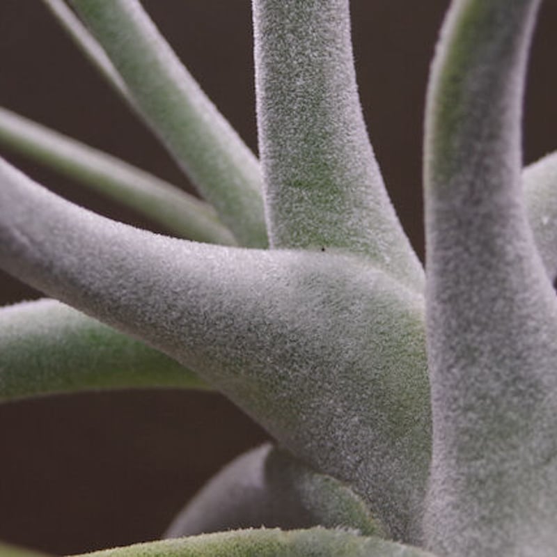 エーレルシアナ 特大サイズ 01号 | air-plants TENGU-DO