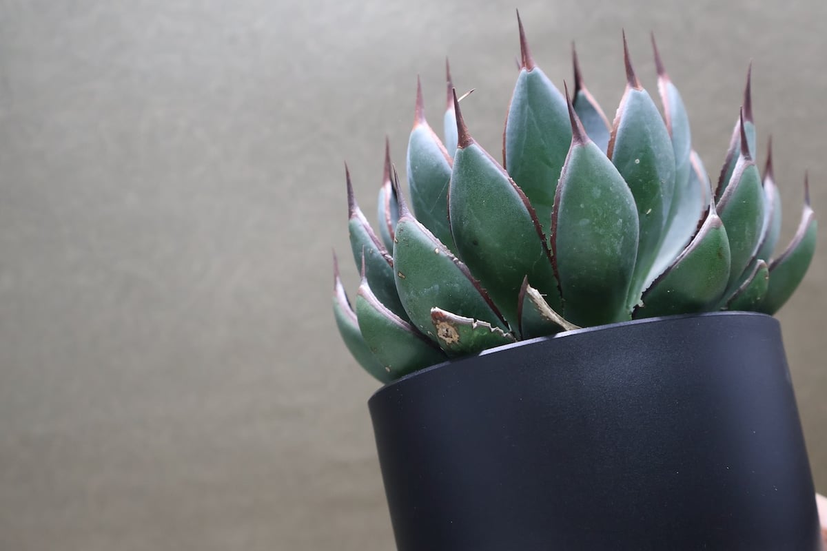 マンガべ プレイングハンズ 01号 | air-plants TENGU-DO