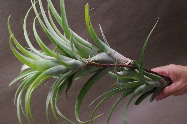 フレクスオーサ ヴィヴィパラ クランプ 05号 | air-plants TENGU-DO