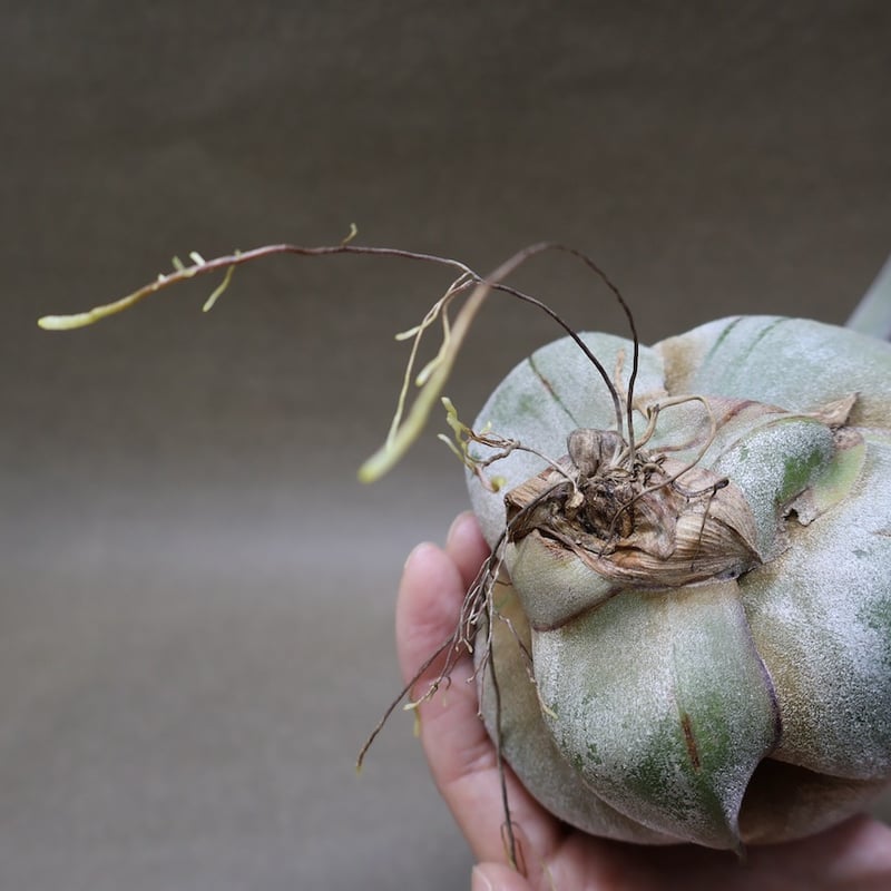 セレリアナ トリコームレス XL size 01号 | air-plants TENGU-DO