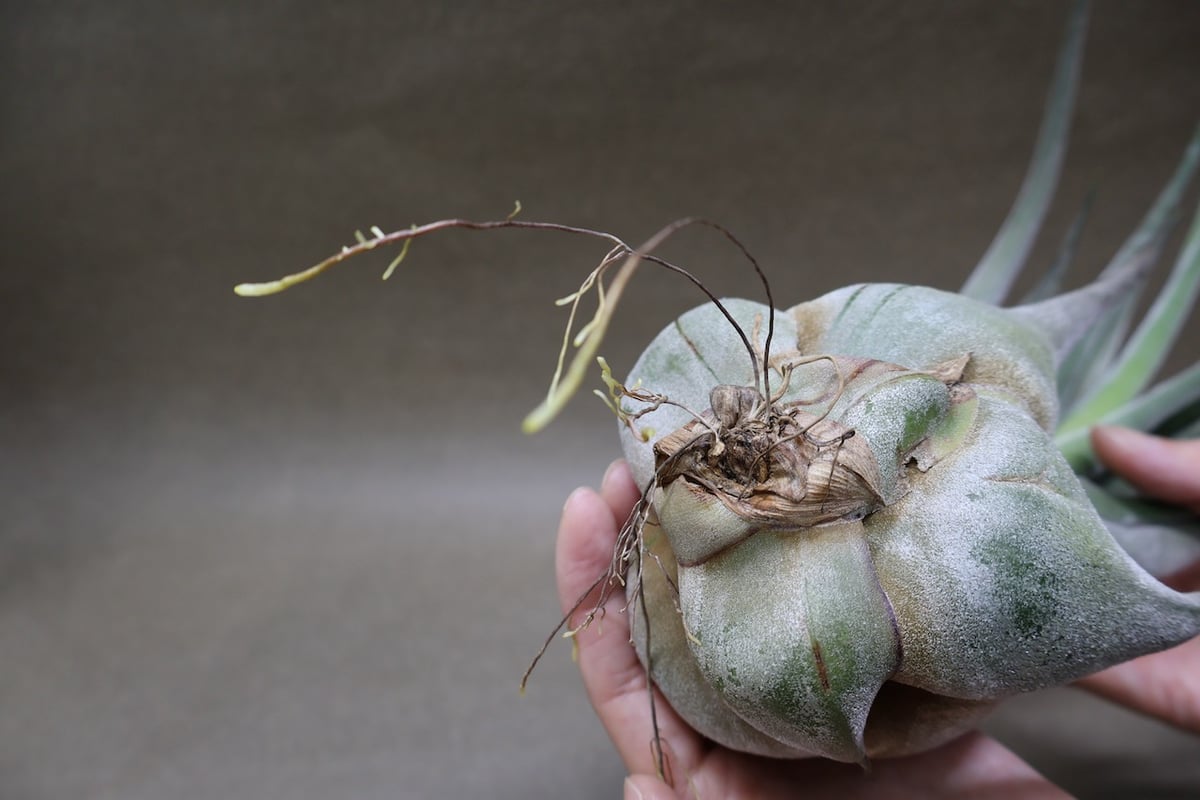 セレリアナ トリコームレス XL size 01号 | air-plants TENGU-DO