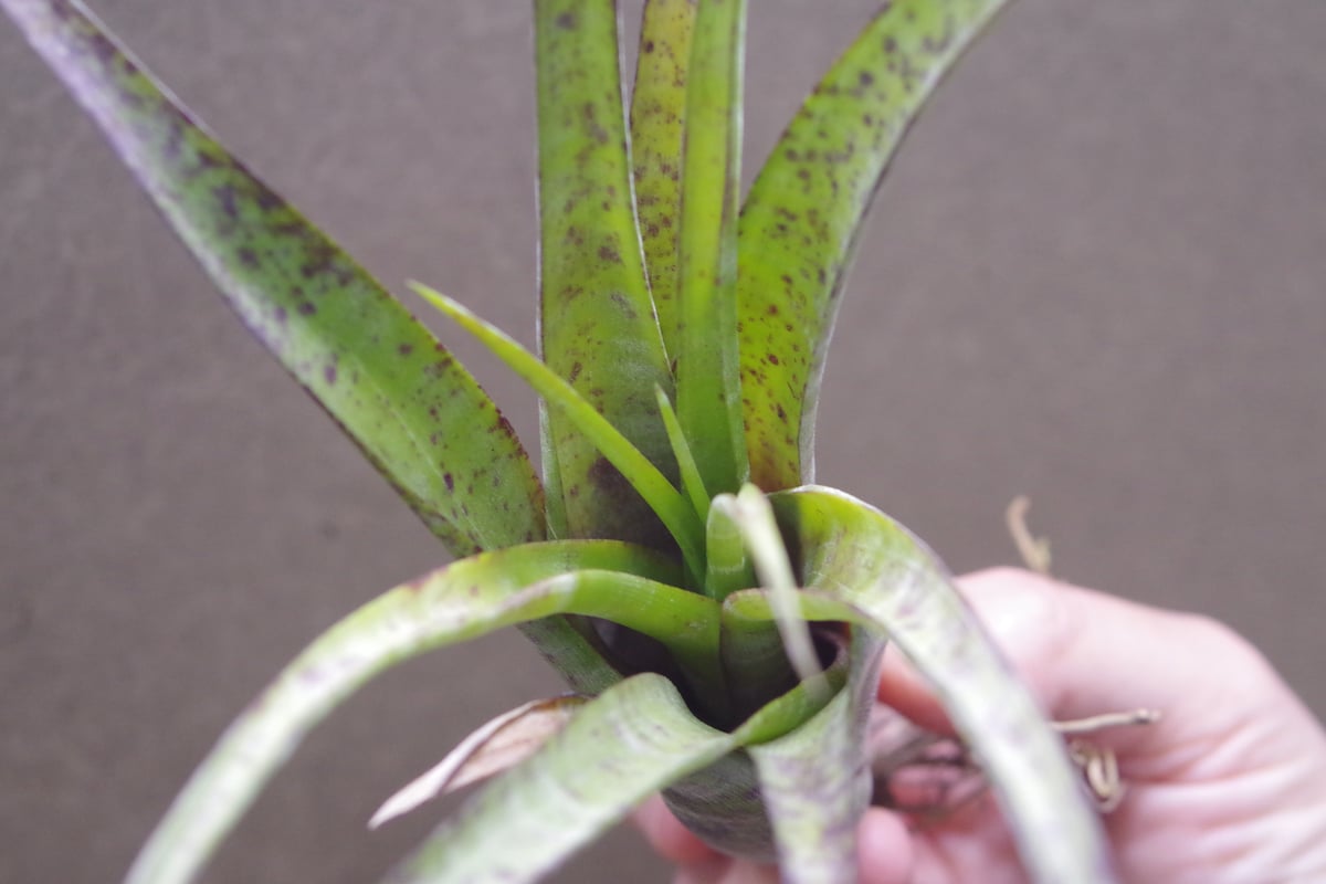 フレクスオーサ ツイスティッドフォーム 28号 | air-plants TENGU-DO