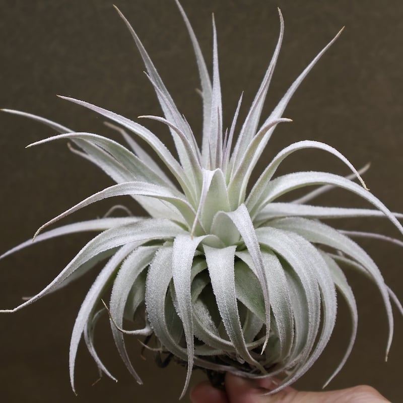 Kazukiyo様★ユーカリブレンド　ニューエア　ラヴィンツァラ　ヒバ　ミルラ 2023.7.5. Tillandsia gardneri var. rupicola (ティランジア
