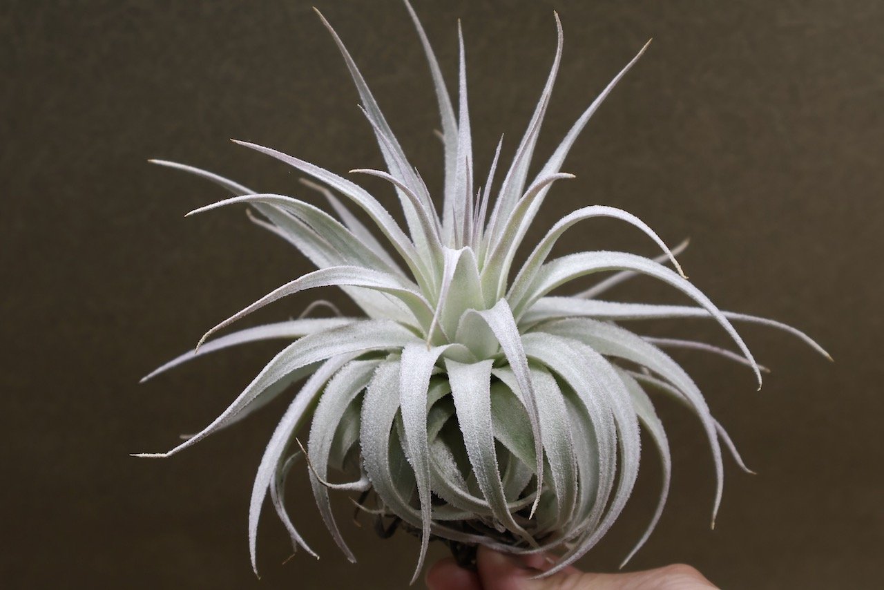 ガルドネリ ルピコラ 02号 | air-plants TENGU-DO
