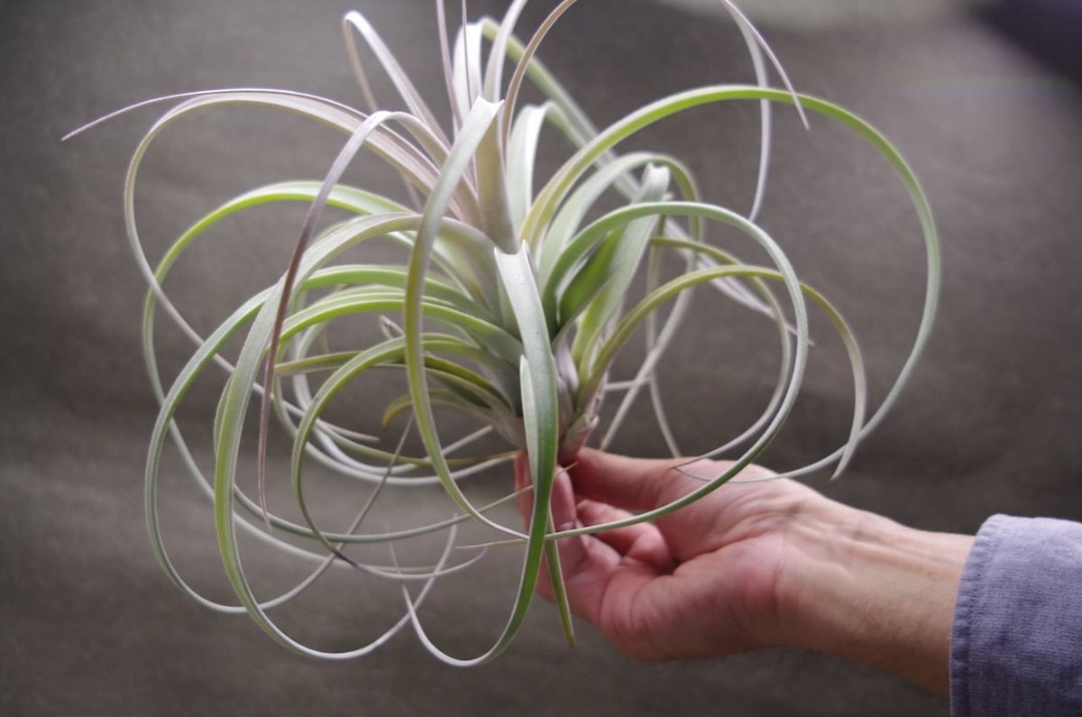 ゴンサロ・エンダラ・クロウ「フライングトレイン」 ゴンサロ・エンダラ・クロウ「フライングトレイン」 【公式通販】