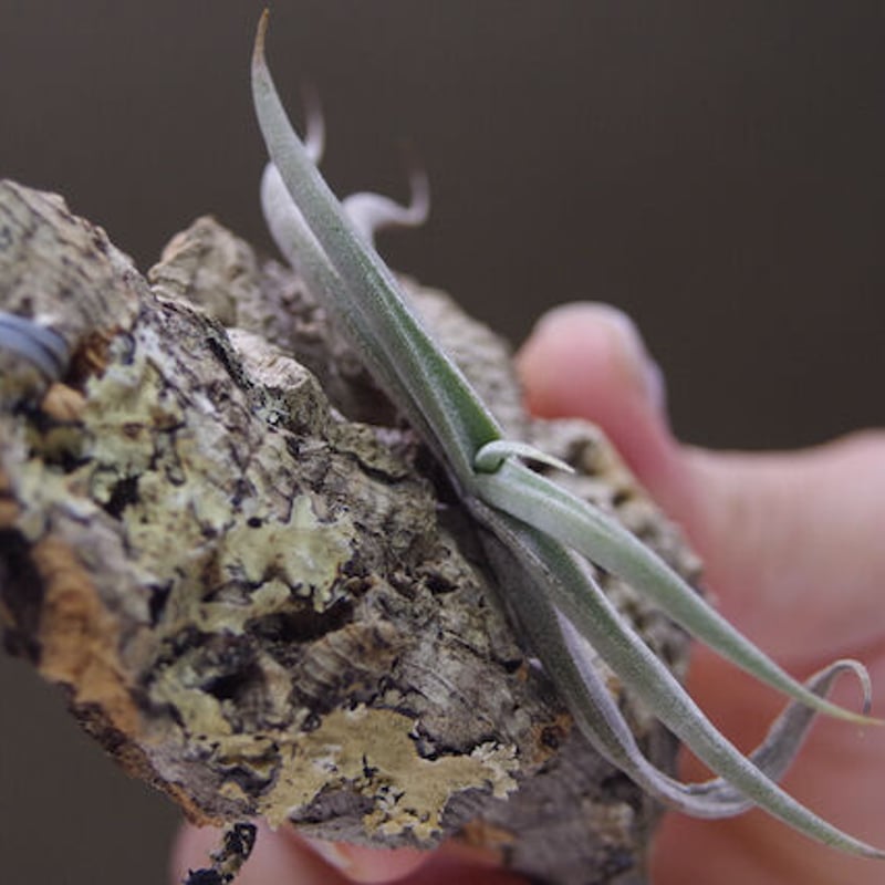 テネブラ 01号 | air-plants TENGU-DO