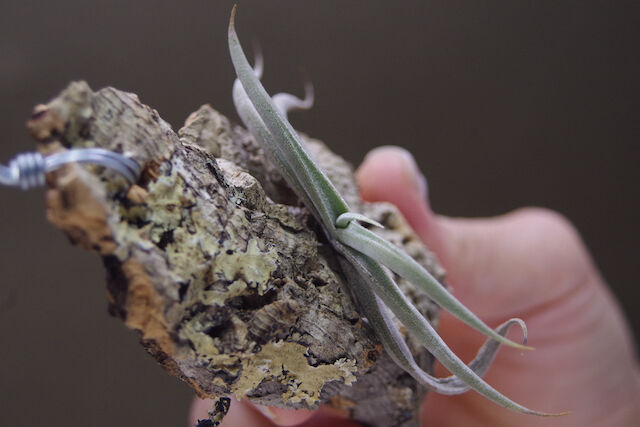 テネブラ 01号 | air-plants TENGU-DO