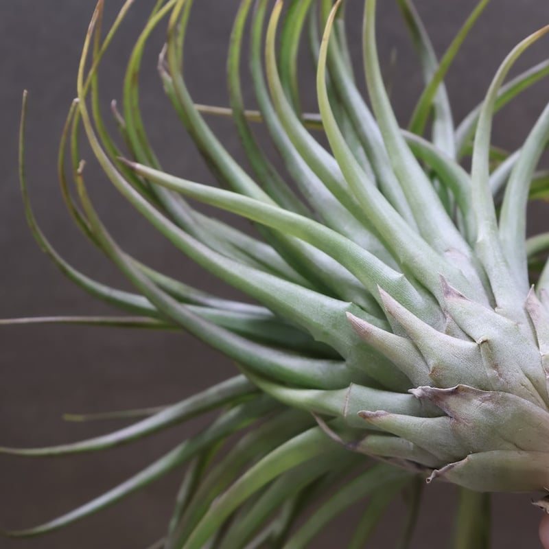 ブラキカウロス シュプリーム 08号 | air-plants TENGU-DO