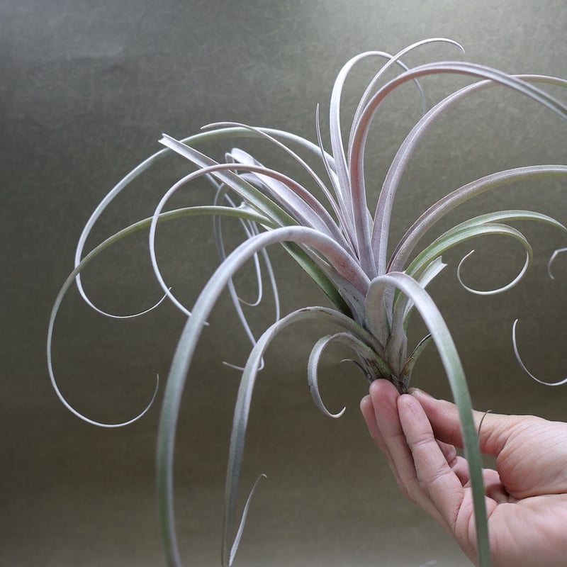 エクセルタxカピタータ ドミンゲンシス 10号 | air-plants TENGU-DO