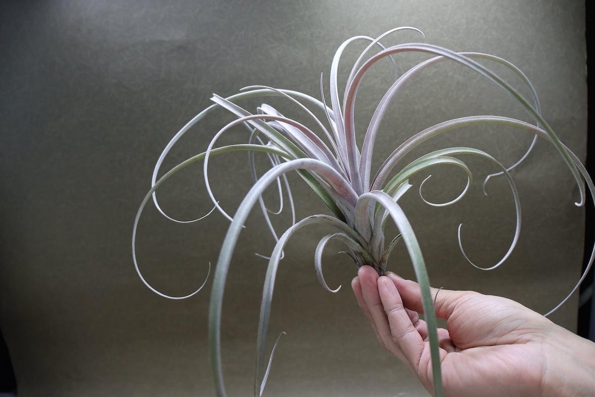 エクセルタxカピタータ ドミンゲンシス 10号 | air-plants TENGU-DO