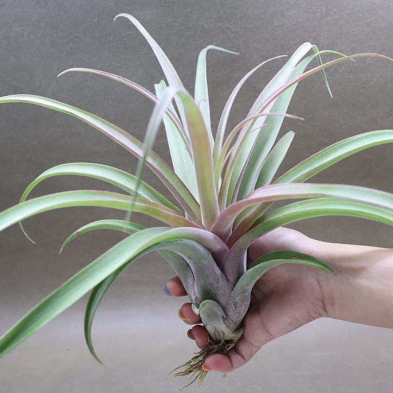 カピタータ×ストレプトフィラ 24号 | air-plants TENGU-DO