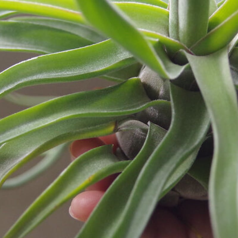 ストレプトフィラ 自然交雑種 12号 | air-plants TENGU-DO