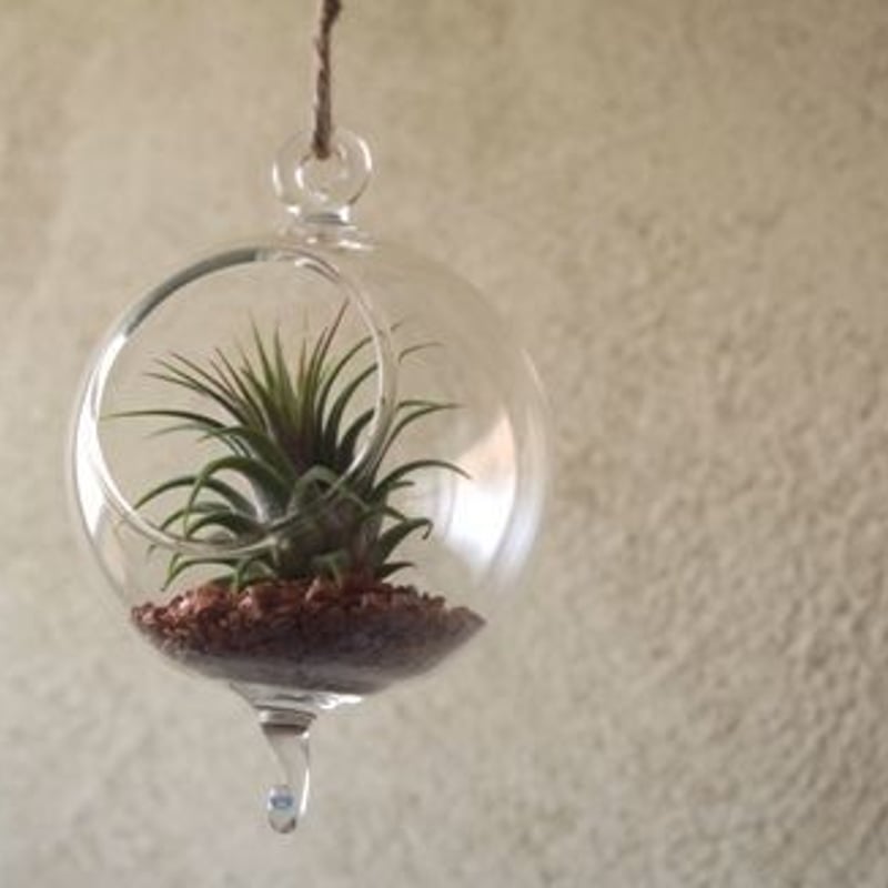 ガラスボール 小 ×エアープランツ 2連セット | air-plants TENGU-DO
