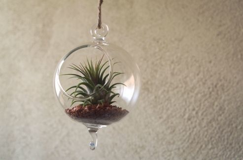 ガラスボール 小 ×エアープランツ 2連セット | air-plants TENGU-DO