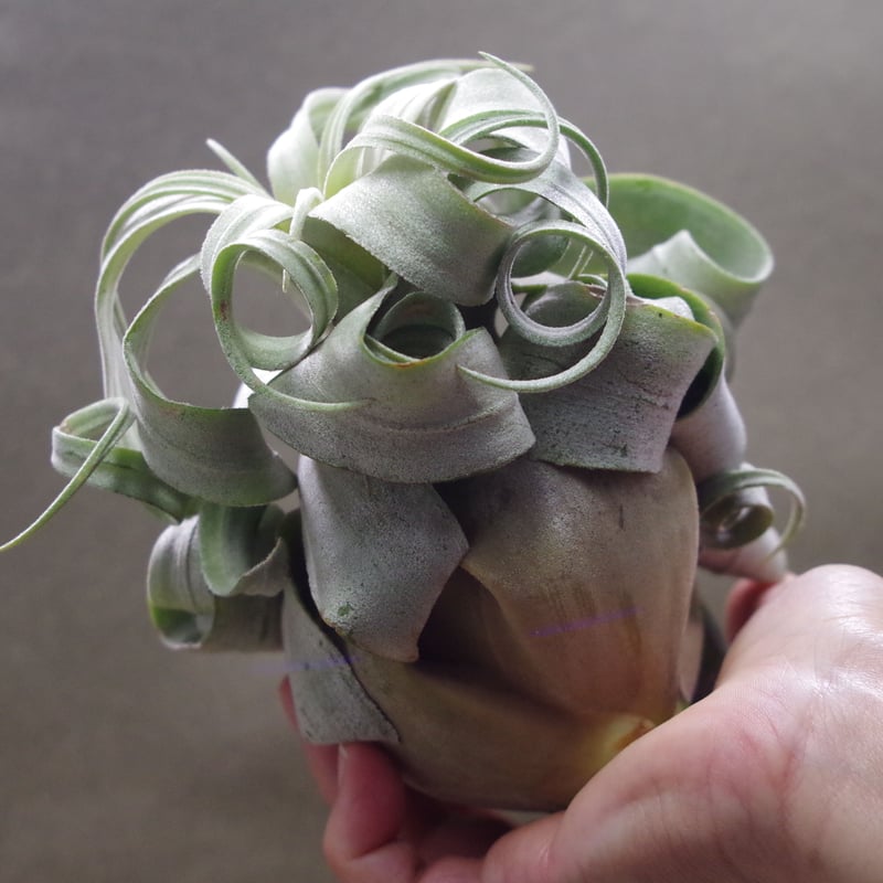 ストレプトフィラ ベリーズ Lサイズ 19号 | air-plants TENGU-DO ストレプトフィラ ベリーズ Lサイズ 19号 | air-plants TENGU-DO