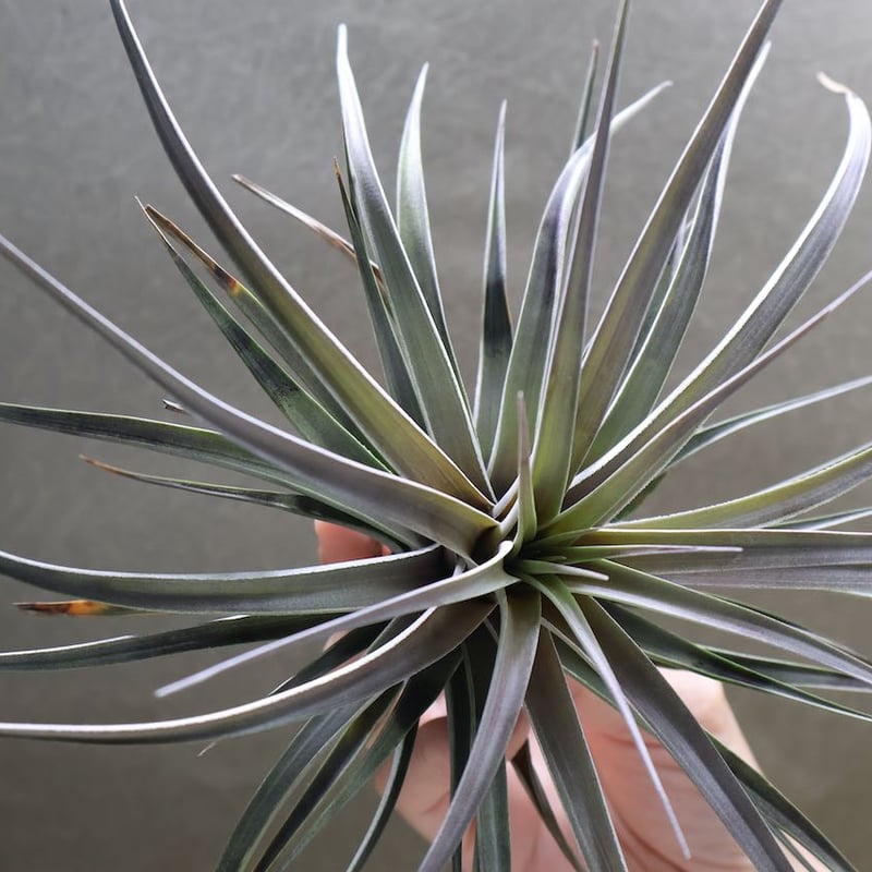 チランジア ロゼイフローラ×ヴェルニコーサ ヴェルニコーサ／べ