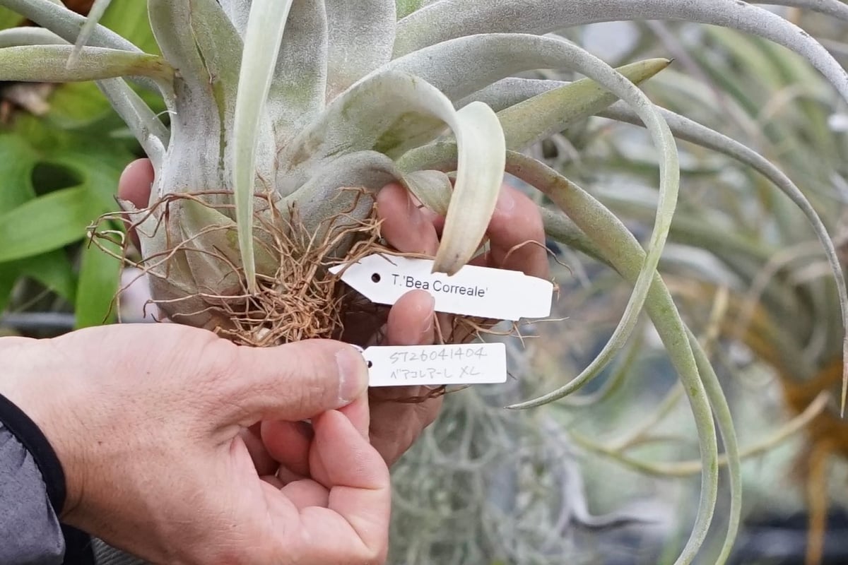 超貴重 T. Bea Correale ベアコレアーレ チランジア スタッフ特選】ベアコレアーレ XLサイズ | air-plants TENGU-DO