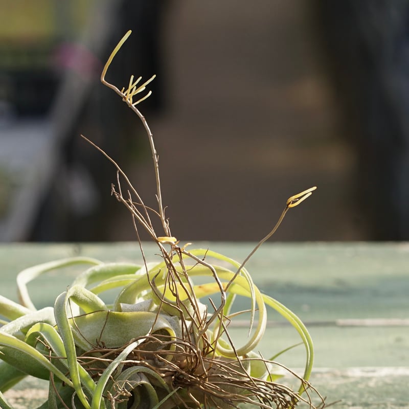 スタッフ特選】ストレプトフィラ 子株 B号 | air-plants TENGU-DO