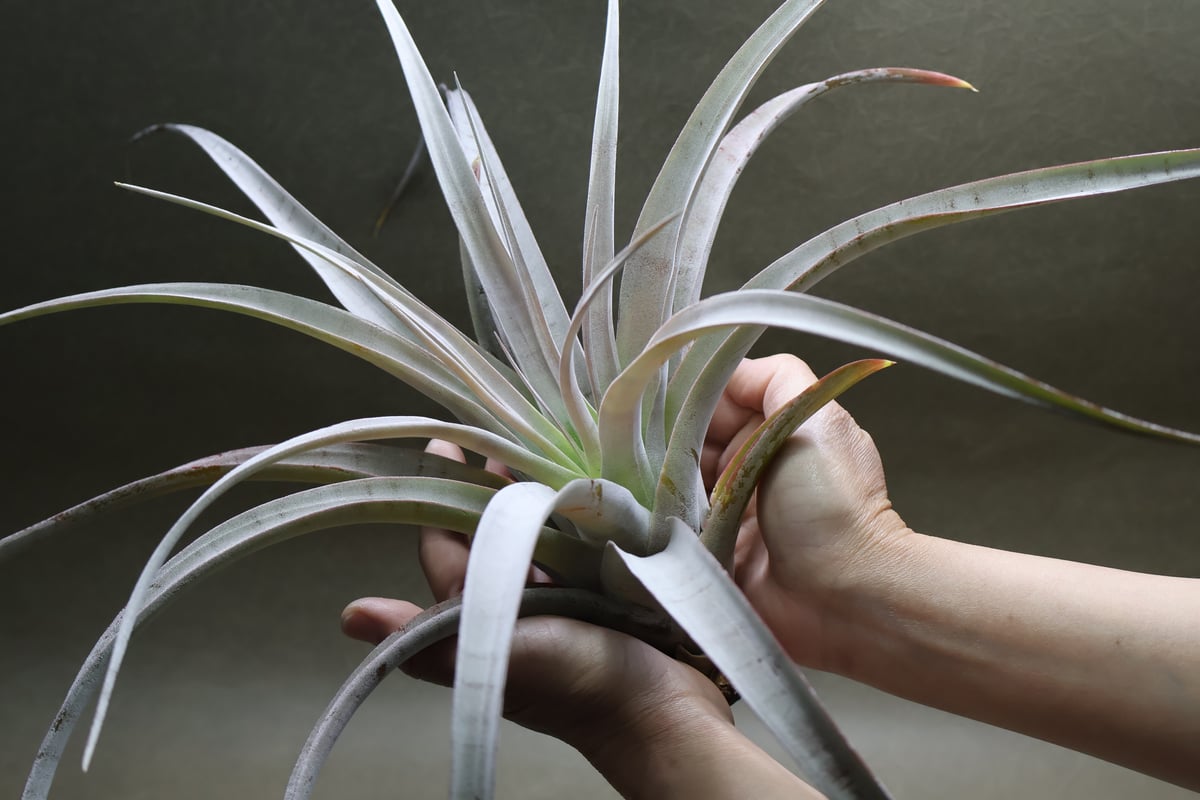 シルバートーチ （キセログラフィカ ×チアペンシス）05号 | air-plants