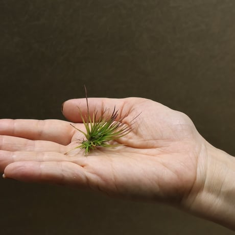 イッツィービッツィー 28号 | air-plants TENGU-DO