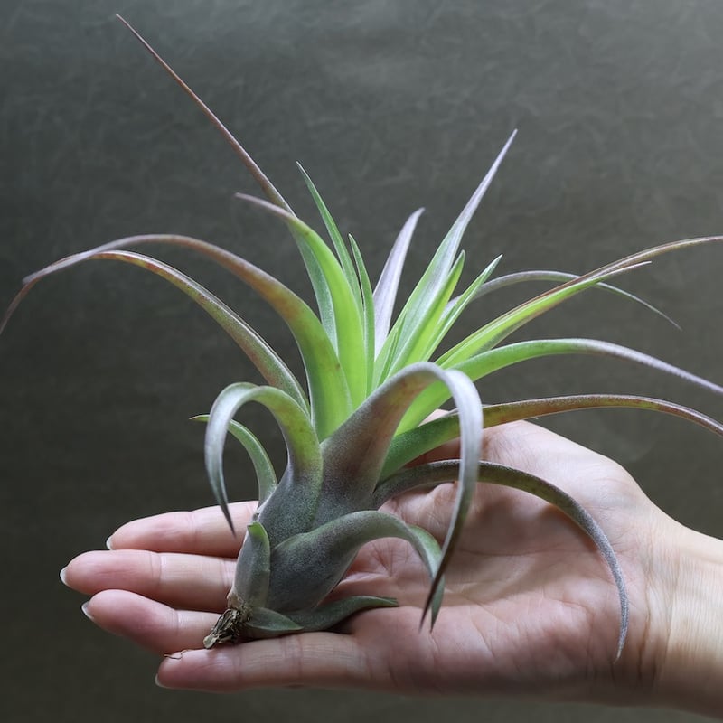 現品・即購入OK】 チランジア・カピタータ クランプ 群生 特大 全幅約