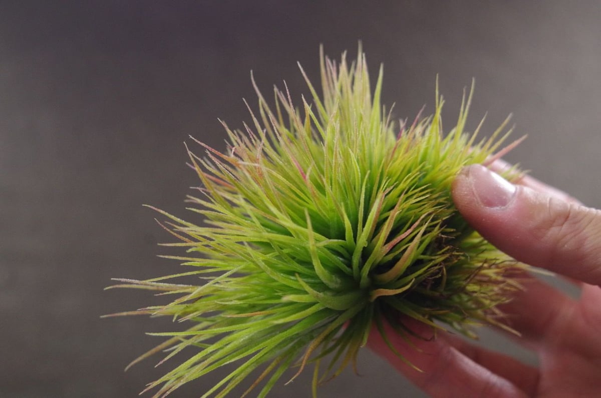 チランジア イオナンタ モンストローズ （コンク付のまま） 【公式通販】