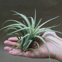 スブリフェラ Sサイズ01号 | air-plants TENGU-DO