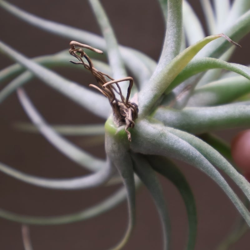 チランジア コンコロール × ストレプトフィラ セレクテッド チランジア・コンコロール×ストレプトフィラ Tillandsia