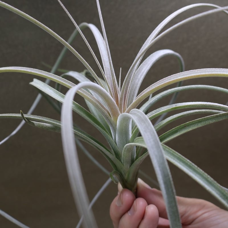 エクセルタ 19号 | air-plants TENGU-DO