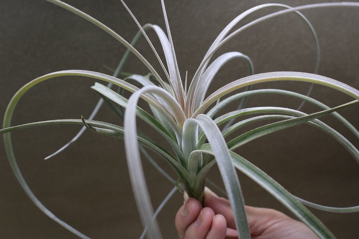 エクセルタ 19号 | air-plants TENGU-DO