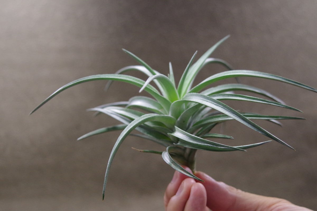 Tillandsia InterestingとChameleonのセット Tillandsia Kamiya's Pride. (fuchsii x funckiana