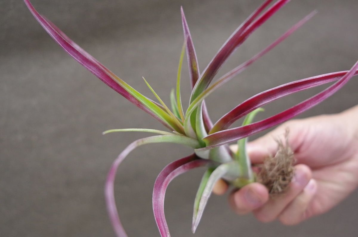 カプトメドーサエ ×ブラキカウロス 01号 | air-plants TENGU-DO