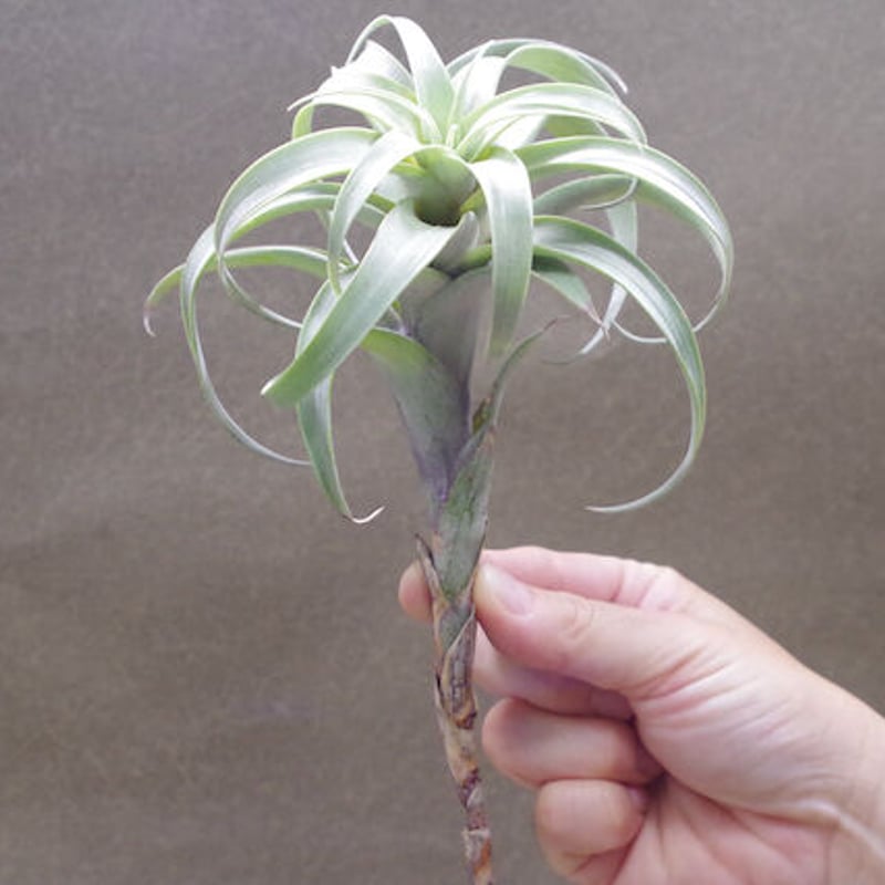 ロゼオスカパ カーリーフォーム 13号 | air-plants TENGU-DO ロゼオスカパ カーリーフォーム 13号 | air-plants TENGU-DO