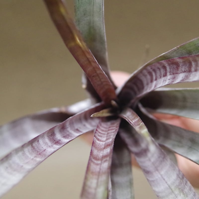 ヒルダエ Lサイズ04号 | air-plants TENGU-DO