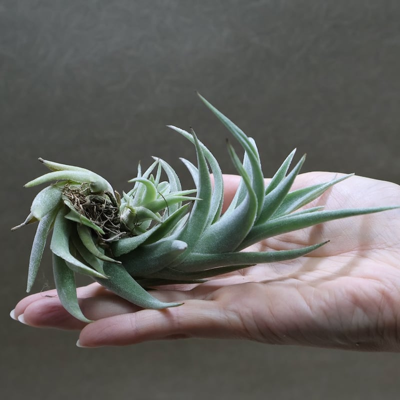 エディシアエ 68号 | air-plants TENGU-DO