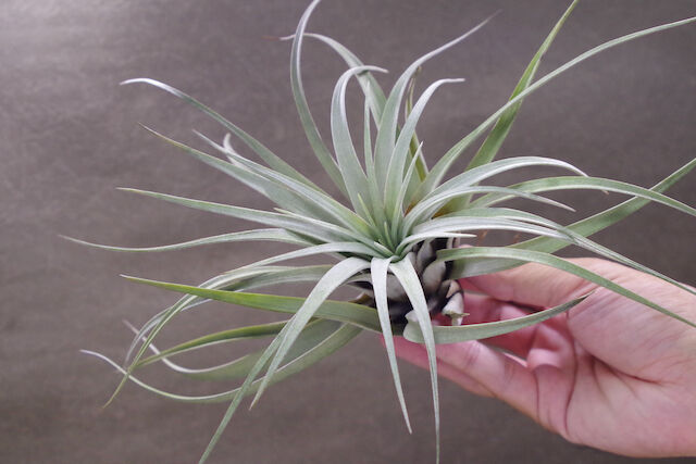 サカパネンシス 06号 | air-plants TENGU-DO
