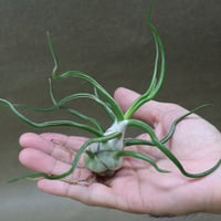 イオナンタ　スノーボール イオナンタ スノーボール 02号 | air-plants TENGU-DO