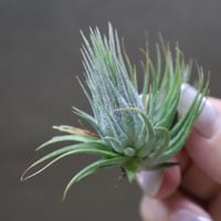 イオナンタ メキシカンゼブリナ 01号 | air-plants TENGU-DO