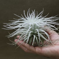 マヤントーテムポール Sサイズ06号 | air-plants TENGU-DO