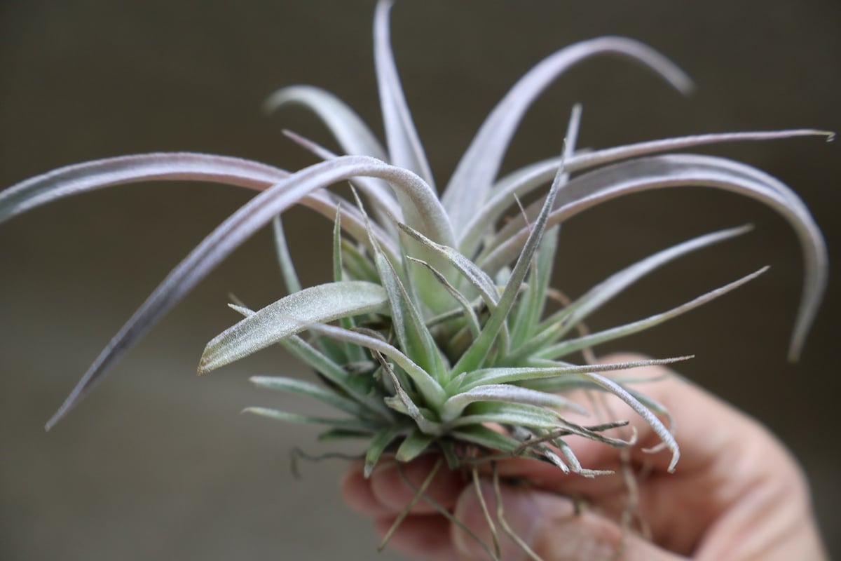 チランジア チアペンシス ギガンテスコ チランジア・チアペンシス・ギガンテスコ T. chiapensis Gigantesco