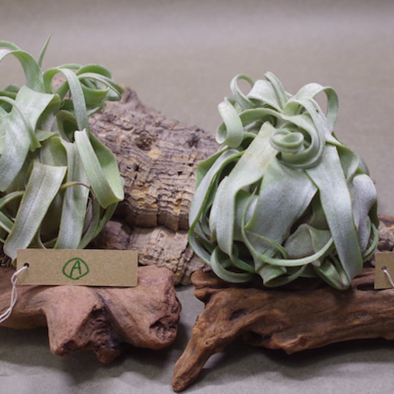 ストレプトフィラ Mサイズ | air-plants TENGU-DO