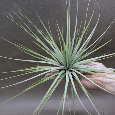 CATEGORY 品種名：A/B/C/D | air-plants TENGU-DO