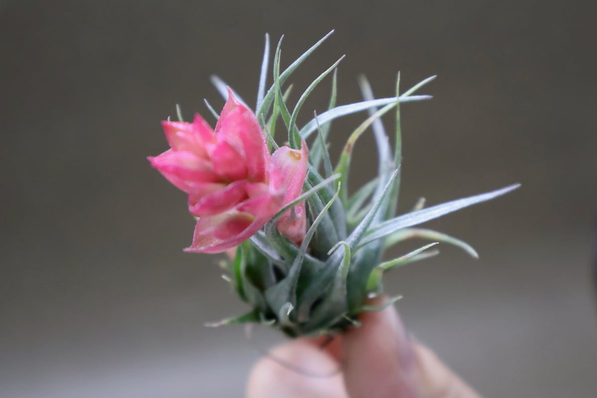 チランジア　カウツキー カウツキー 13号 | air-plants TENGU-DO