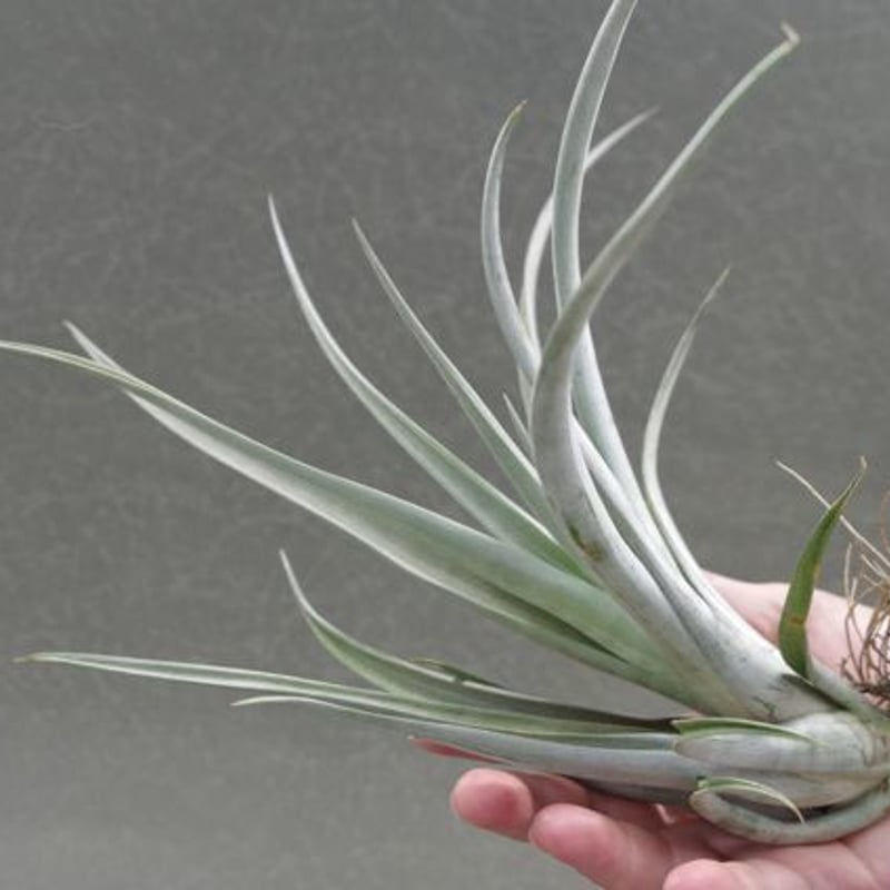 エリザベシアエ 02号 | air-plants TENGU-DO