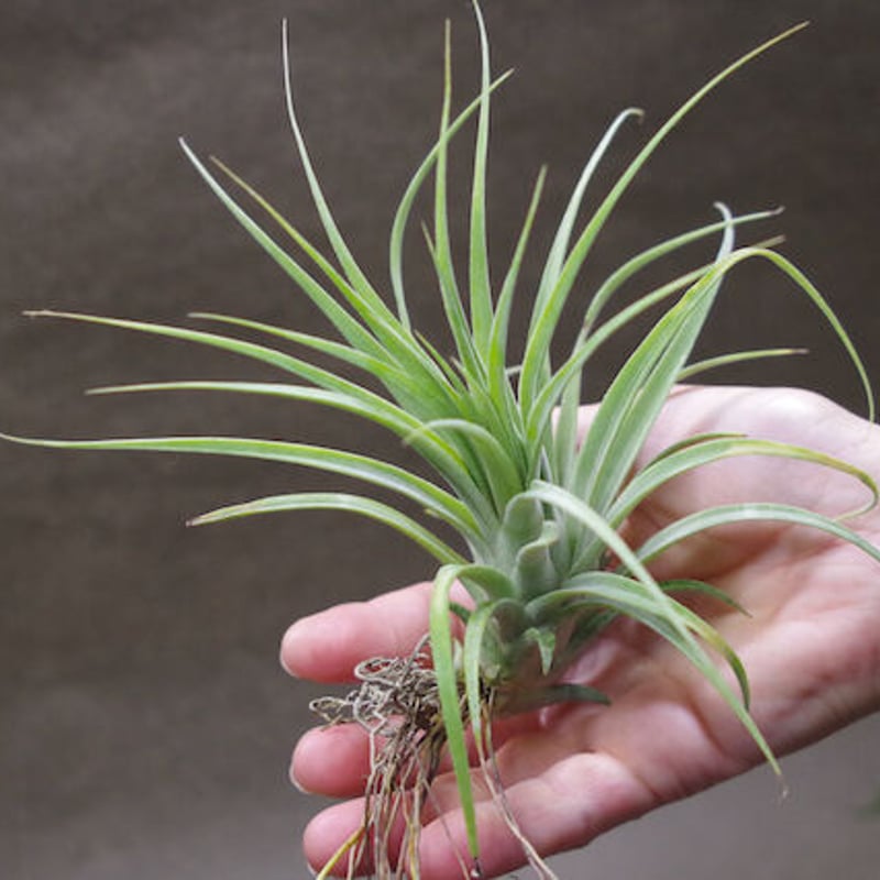 ローランドゴッセリニー × イオナンタギガンテ 03号 | air-plants TENGU-DO