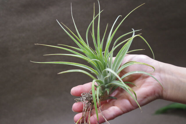 ローランドゴッセリニー × イオナンタギガンテ 03号 | air-plants TENGU-DO